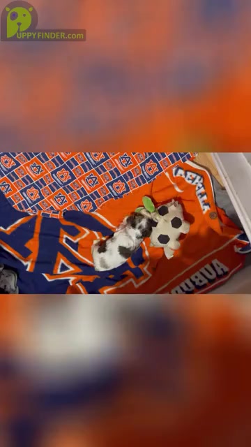 Video preview image #3 Cocker Spaniel Puppy For Sale in GADSDEN, AL, USA
