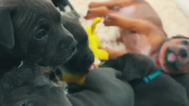 Video preview image #2 American Pit Bull Terrier Puppy For Sale in ORANGE, NJ, USA