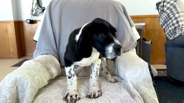 Video preview image #3 Great Dane Puppy For Sale in WAKARUSA, IN, USA