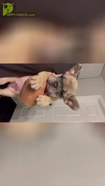 Video preview image #14 French Bulldog Puppy For Sale in OPA LOCKA, FL, USA