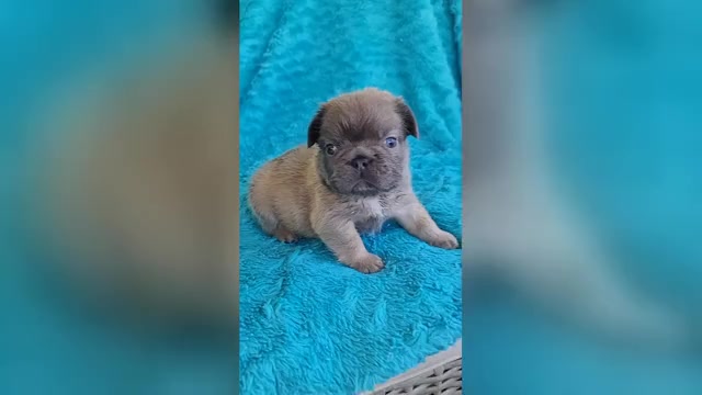 Video preview image #1 French Bulldog Puppy For Sale in LAS VEGAS, NV, USA