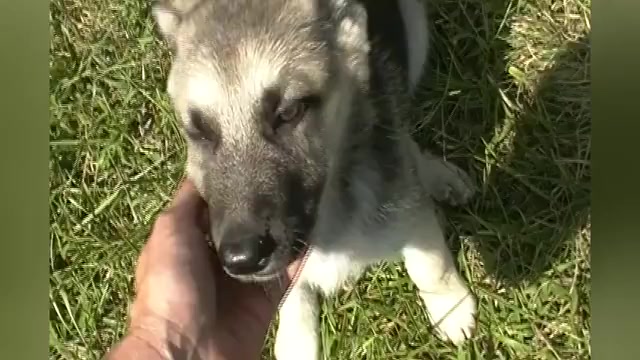 Video preview image #1 German Shepherd Dog Puppy For Sale in PIEDMONT, MO, USA