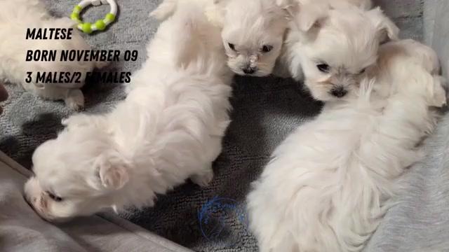 Video preview image #5 Maltese Puppy For Sale in GOSHEN, IN, USA