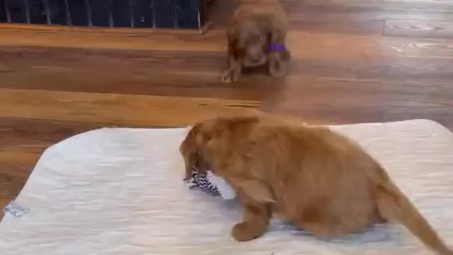 Video preview image #3 Goldendoodle Puppy For Sale in WOODSTOCK, CT, USA
