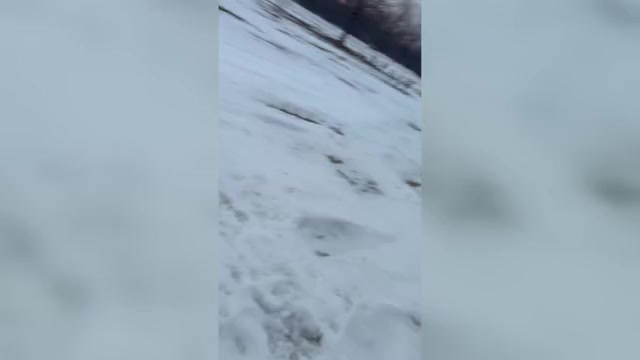 Video preview image #2 German Shepherd Dog Puppy For Sale in SUMPTER TWP, MI, USA