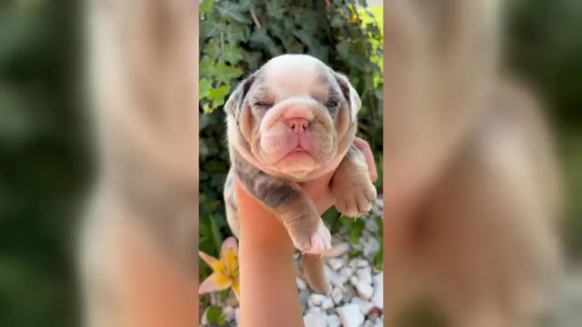 Video preview image #2 English Bulldog Puppy For Sale in SEYMOUR, IN, USA
