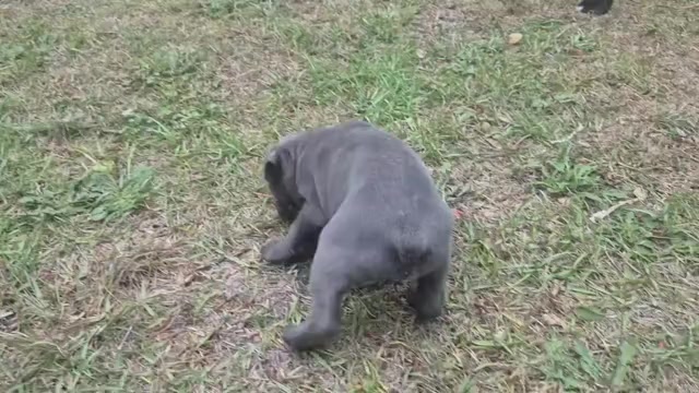Video preview image #30 Cane Corso Puppy For Sale in COLUMBIA, SC, USA