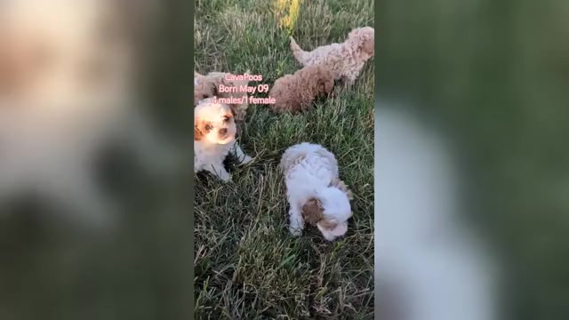 Video preview image #1 Cavapoo (Miniature) Puppy For Sale in GOSHEN, IN, USA
