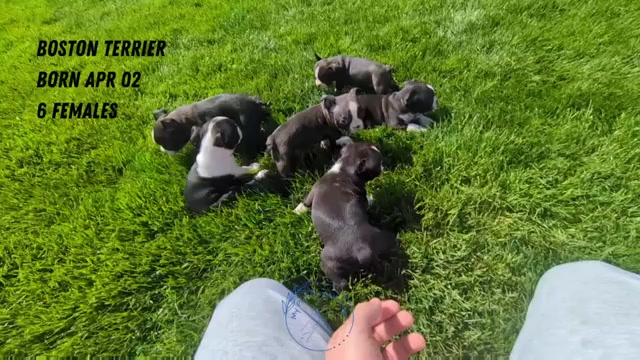 Video preview image #3 Boston Terrier Puppy For Sale in GOSHEN, IN, USA