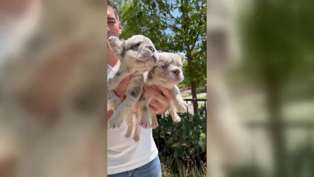 Video preview image #3 French Bulldog Puppy For Sale in SAN DIEGO, CA, USA