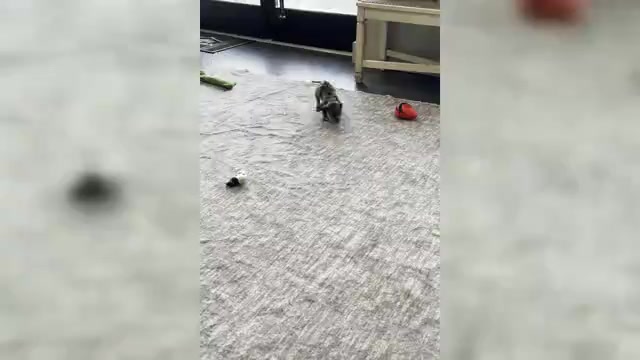 Video preview image #7 Dachshund Puppy For Sale in WARSAW, IN, USA