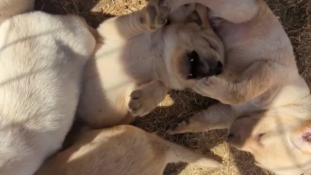 Video preview image #1 Labrador Retriever Puppy For Sale in SACRAMENTO, CA, USA