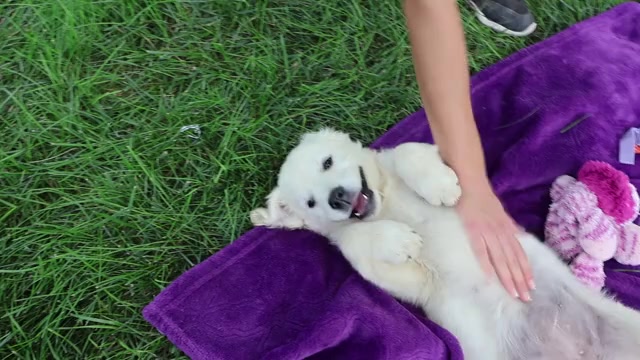 Video preview image #1 Golden Retriever Puppy For Sale in SYRACUSE, IN, USA
