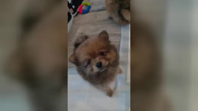 Video preview image #1 Pomeranian Puppy For Sale in MENIFEE, CA, USA