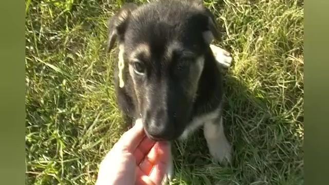 Video preview image #1 German Shepherd Dog Puppy For Sale in PIEDMONT, MO, USA