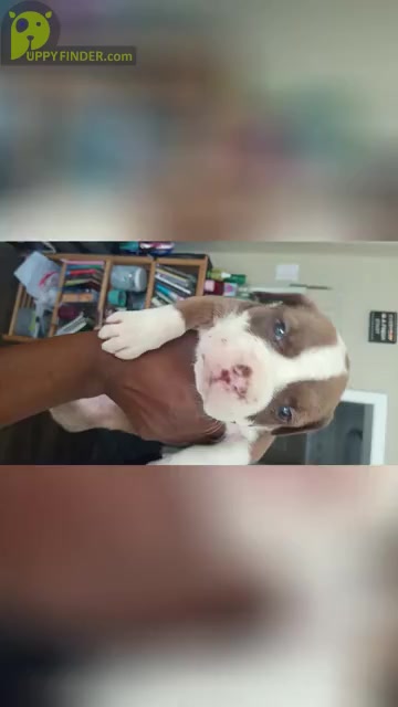 Video preview image #3 American Pit Bull Terrier Puppy For Sale in NORCROSS, GA, USA