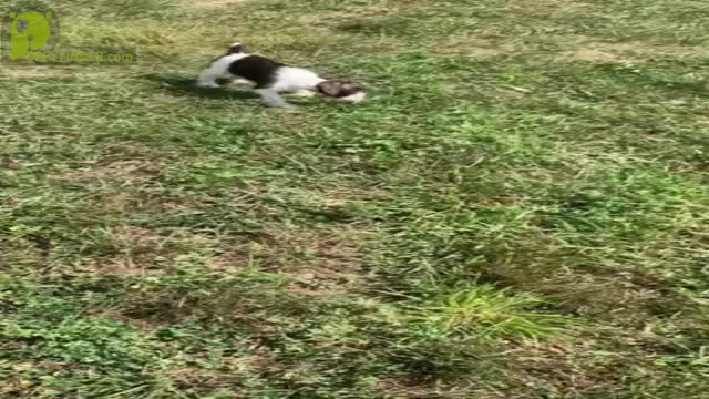 Video preview image #8 Schnauzer (Miniature) Puppy For Sale in WARSAW, IN, USA