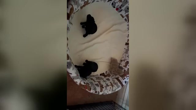 Video preview image #1 Poodle (Toy) Puppy For Sale in CEDAR CITY, UT, USA