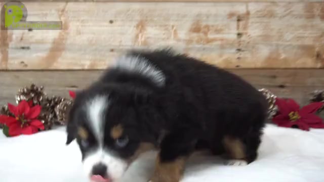 Video preview image #2 Miniature Australian Shepherd Puppy For Sale in HUNTINGTON, UT, USA