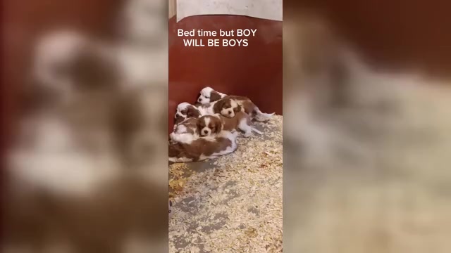 Video preview image #1 Cavalier King Charles Spaniel Puppy For Sale in AKELEY, MN, USA