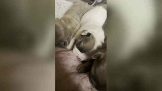 Video preview image #4 French Bulldog Puppy For Sale in WEXFORD, PA, USA