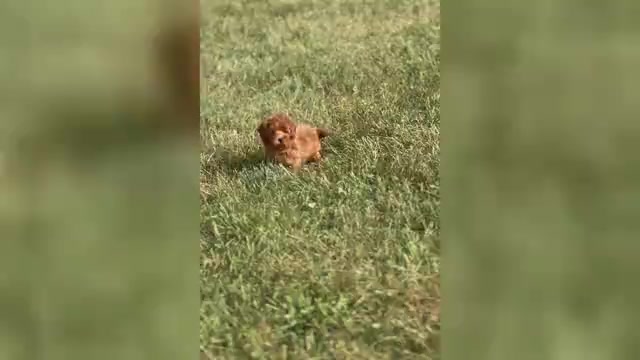 Video preview image #1 Maltipoo Puppy For Sale in WARSAW, IN, USA