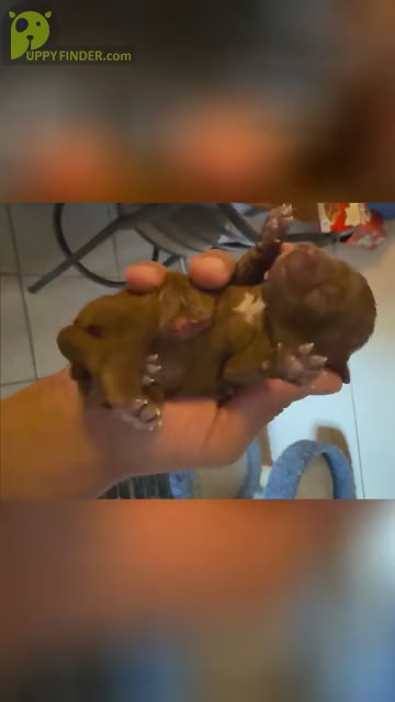 Video preview image #2 Cavalier King Charles Spaniel Puppy For Sale in ALBUQUERQUE, NM, USA