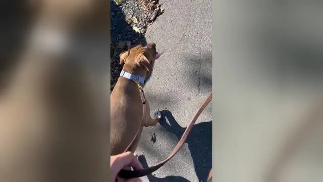 Video preview image #2  Breeder Profile in MERIDEN, CT, USA