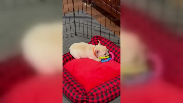 Video preview image #1 French Bulldog Puppy For Sale in WILLIAMSVILLE, MO, USA