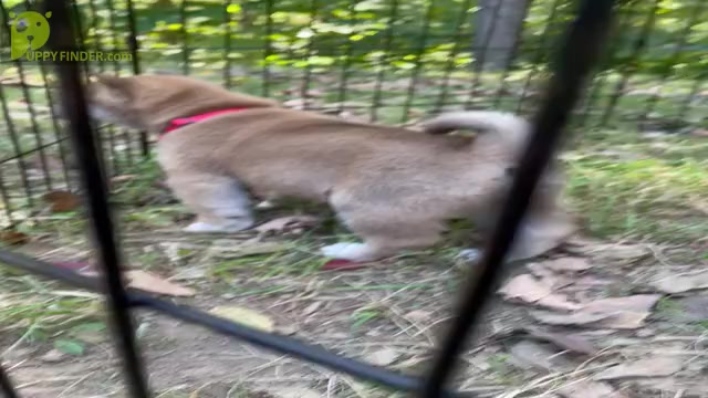 Video preview image #5 Shiba Inu Puppy For Sale in NEW ATHENS, IL, USA