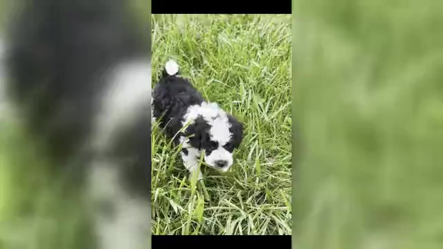 Video preview image #5 Maltipoo (Toy) Puppy For Sale in WARSAW, IN, USA