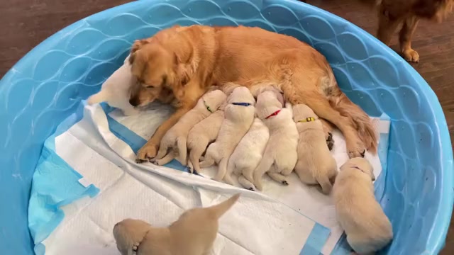 Video preview image #3 Golden Retriever Puppy For Sale in MCKINNEY, TX, USA