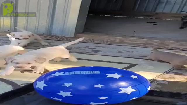 Video preview image #7 Labrador Retriever Puppy For Sale in POCAHONTAS, IL, USA