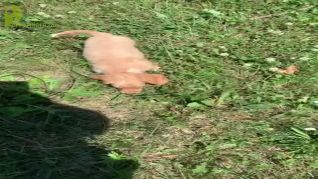 Video preview image #1 Dachshund Puppy For Sale in WARSAW, IN, USA
