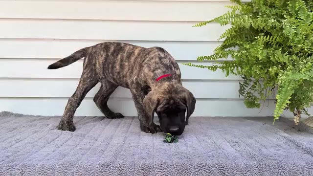 Video preview image #3 Mastiff Puppy For Sale in WAKARUSA, IN, USA
