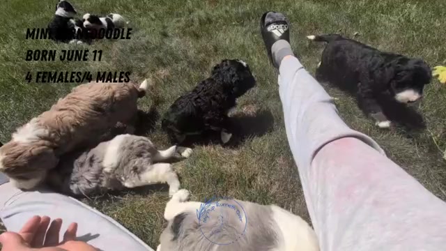 Video preview image #4 Miniature Bernedoodle Puppy For Sale in GOSHEN, IN, USA