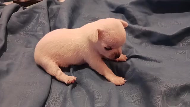 Video preview image #5 Chihuahua Puppy For Sale in BELLE FOURCHE, SD, USA
