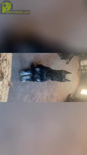 Video preview image #5 Schnauzer (Giant) Puppy For Sale in DAYTON, OH, USA