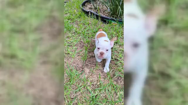 Video preview image #3  Breeder Profile in AUSTIN, TX, USA