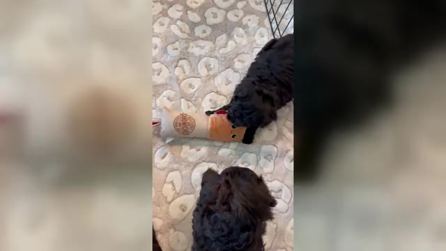 Video preview image #1 Miniature Bernedoodle Puppy For Sale in AUBURNDALE, FL, USA