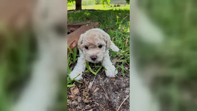 Video preview image #9 Bichpoo Puppy For Sale in NORTH PORT, FL, USA