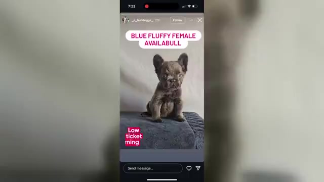 Video preview image #1 French Bulldog Puppy For Sale in MARYVILLE, TN, USA