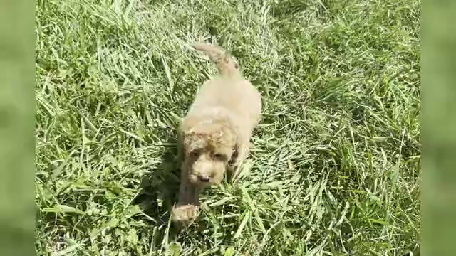 Video preview image #1 Maltipoo Puppy For Sale in WARSAW, IN, USA