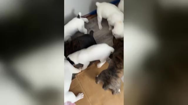 Video preview image #1 America Bandogge Mastiff-Cane Corso Mix Puppy For Sale in WICHITA, KS, USA