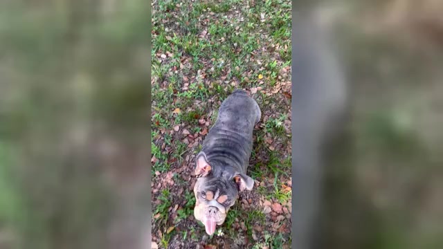 Video preview image #1 English Bulldog Puppy For Sale in DELTONA, FL, USA