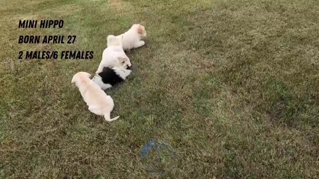 Video preview image #3 Cocker-Pei Puppy For Sale in GOSHEN, IN, USA