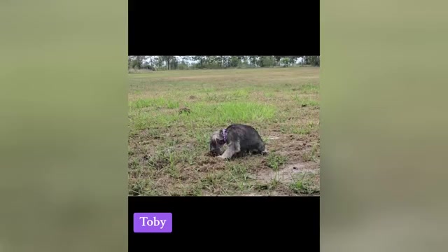 Video preview image #1 Schnauzer (Miniature) Puppy For Sale in BROOKSVILLE, FL, USA