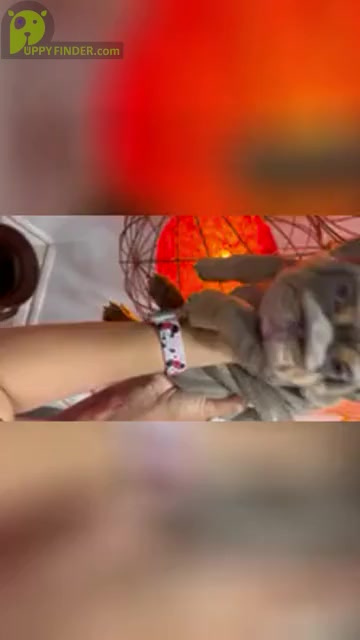 Video preview image #4  Breeder Profile in LAWRENCE, IN, USA