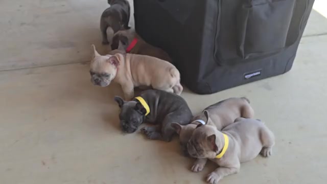Video preview image #1 French Bulldog Puppy For Sale in GREENEVILLE, TN, USA