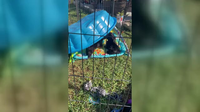 Video preview image #1  Breeder Profile in ZEPHYRHILLS, FL, USA